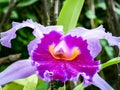 Great close-up of a pink orchid