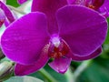 Great close-up of a purple orchid