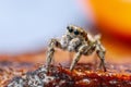 Great close up shot of the Zebra jumping spider Salticus scenicus with lovely background Royalty Free Stock Photo