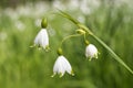 Great close up of 3 snowflakes, leucojum aestivum