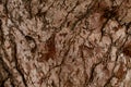 Great close-up view of brown pine tree bark texture Royalty Free Stock Photo