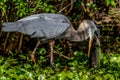 A Great Closeup Shot of a Wild Great Blue Heron (Ardea herodias) Eating a Large Bowfin Fish.