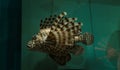 Great closeup view of lion fish on dark sea water color background