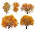 Great collection of autumn trees