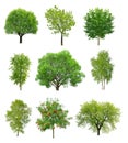 Great collection of deciduous trees