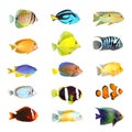 Great collection of a tropical fish. Royalty Free Stock Photo