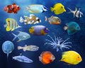 Great collection of a tropical fish