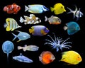 Great collection of a tropical fish Royalty Free Stock Photo