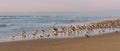 Great colony of birds on the beach at sunset. Brown pelicans and seagulls. Blue ocean, and light pink sky on background Royalty Free Stock Photo