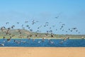 Great colony of Brown Pelicans flying over the river. Beautiful green hills with native plants, and clear blue sky on background