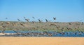 Great colony of Brown Pelicans flying over the river. Beautiful green hills with native plants, and clear blue sky on background, Royalty Free Stock Photo