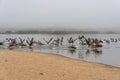 Great colony of brown pelicans flying over the river. Guadalupe-Nipomo Dunes, CA