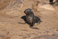 Great colony of Cape fur seals at Cape cross in Namibia Royalty Free Stock Photo