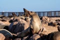 Great colony of Cape fur seals at Cape cross in Namibia Royalty Free Stock Photo