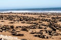 Great colony of Cape fur seals at Cape cross in Namibia Royalty Free Stock Photo