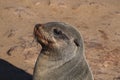 Great colony of Cape fur seals at Cape cross in Namibia Royalty Free Stock Photo