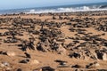 Great colony of Cape fur seals at Cape cross in Namibia Royalty Free Stock Photo