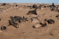 Great colony of Cape fur seals at Cape cross in Namibia Royalty Free Stock Photo