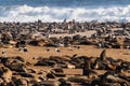 Great colony of Cape fur seals at Cape cross in Namibia Royalty Free Stock Photo