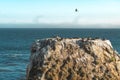 Great Colony of Pelicans on a Cliff Top