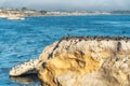 Great Colony of Pelicans and Cormorants on a Cliff Top.