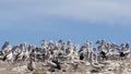 Great colony of pelicans on Penguin Island, Rockingham, Western Australia Royalty Free Stock Photo