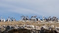 Great colony of pelicans on Penguin Island, Rockingham, Western Australia Royalty Free Stock Photo