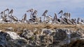 Great colony of pelicans on Penguin Island, Rockingham, Western Australia Royalty Free Stock Photo