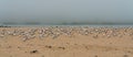 Great colony of sea birds on the beach in foggy day.