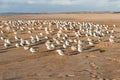 Great colony of seagulls on the beach at sunset, California