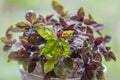 Great common basil Ocimum basilicum red rubin with ornamental beautiful reddish purple leaves, cuisine ingredient plant Royalty Free Stock Photo