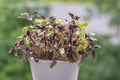 Great common basil Ocimum basilicum red rubin with ornamental beautiful reddish purple leaves, cuisine ingredient plant Royalty Free Stock Photo