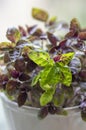 Great common basil Ocimum basilicum red rubin with ornamental beautiful reddish purple leaves, cuisine ingredient plant