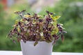 Great common basil Ocimum basilicum red rubin with ornamental beautiful reddish purple leaves, cuisine ingredient plant Royalty Free Stock Photo