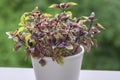 Great common basil Ocimum basilicum red rubin with ornamental beautiful reddish purple leaves, cuisine ingredient plant