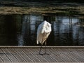 Great or common egret (Ardea alba) with white plumage, yellow bill standing and cleaning its feathers on a Royalty Free Stock Photo