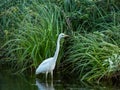 Great or common egret (Ardea alba) with white plumage, long neck and yellow bill standing in water Royalty Free Stock Photo