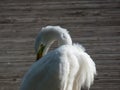 Great or common egret (Ardea alba) with pure white plumage, long neck and yellow bill standing on a platform Royalty Free Stock Photo