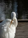 Great or common egret (Ardea alba) with white plumage, long neck and yellow bill standing on a wooden platform Royalty Free Stock Photo