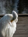 Great or common egret (Ardea alba) with long neck and yellow bill standing on a wooden platform in a pond and Royalty Free Stock Photo