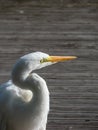 Great or common egret (Ardea alba) with white plumage, long neck and yellow bill standing on a wooden platform in a pond Royalty Free Stock Photo