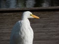 Great or common egret (Ardea alba) with white plumage, long neck and yellow bill standing on a wooden platform in a pond Royalty Free Stock Photo