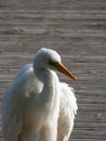 Great or common egret (Ardea alba) with white plumage, long neck and yellow bill standing on a wooden platform Royalty Free Stock Photo