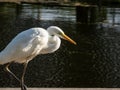 Great or common egret (Ardea alba) with long neck and yellow bill standing on a wooden platform in a pond Royalty Free Stock Photo