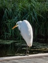 Great or common egret (Ardea alba) with long neck and yellow bill standing on a wooden platform in a pond