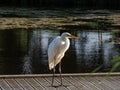 Great or common egret (Ardea alba) with long neck and yellow bill standing on a wooden platform in a pond Royalty Free Stock Photo