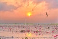 Great commorant bird sitting on wood stick in lotus lake