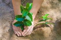 Great concept of sustainability. Child`s hand planting a tree