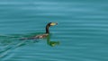 Great cormoran, bird Royalty Free Stock Photo