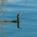 Great cormoran, bird Royalty Free Stock Photo